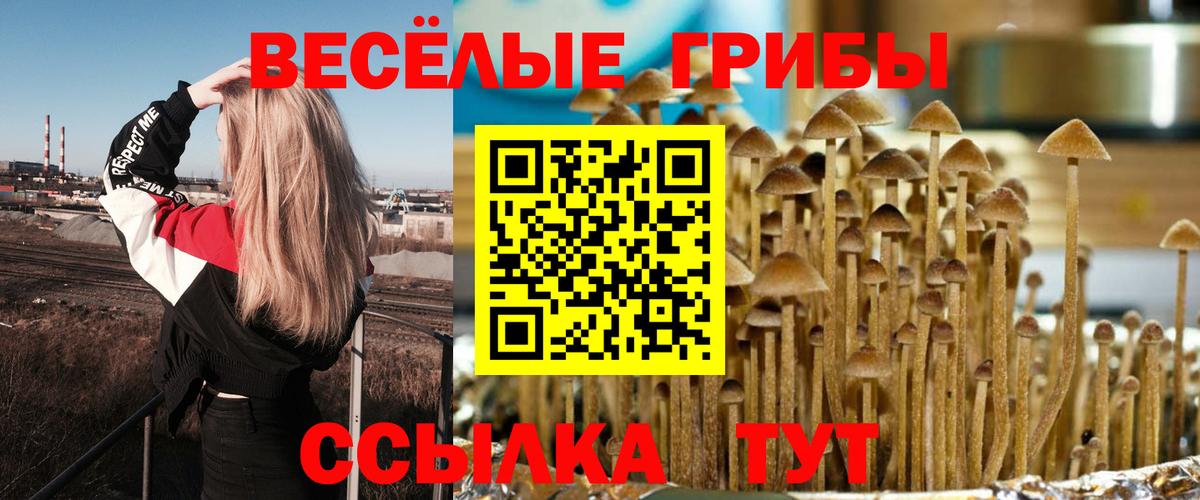 Псилоцибиновые грибы Cubensis Бузулук