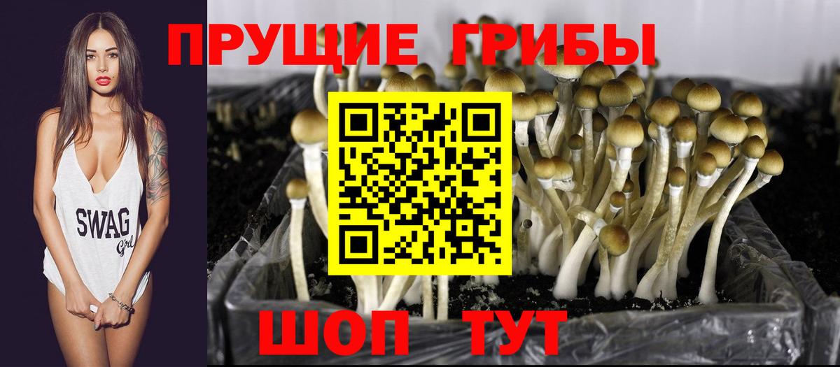 Псилоцибиновые грибы Magic Shrooms  Вход с VPN  Бузулук  Псилоцибиновые грибы Psilocybe 